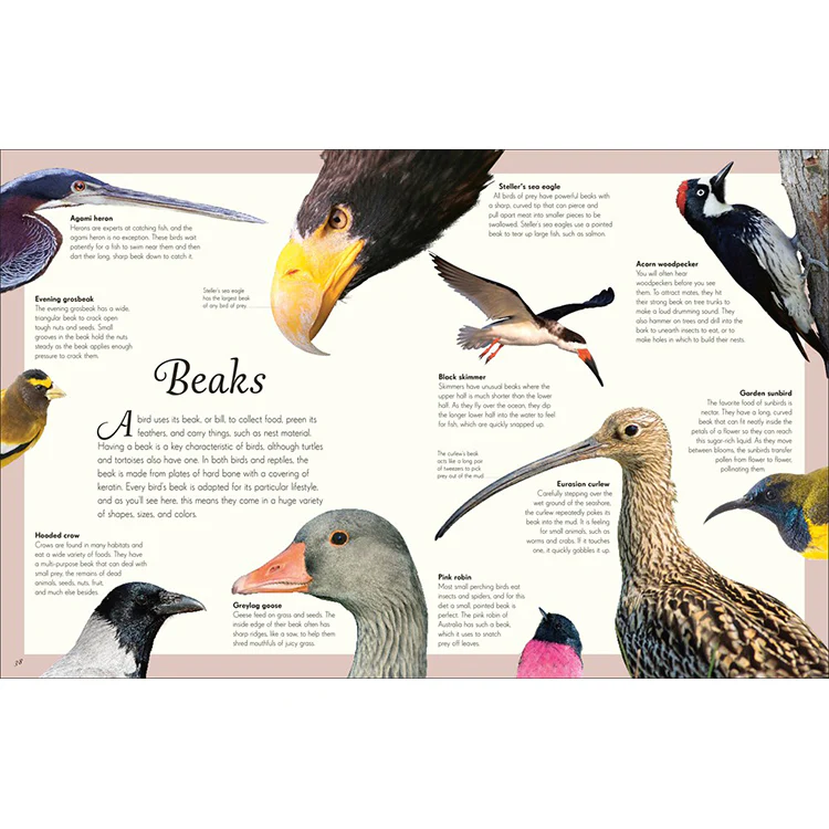 An Anthology of Exquisite Birds - Image 2