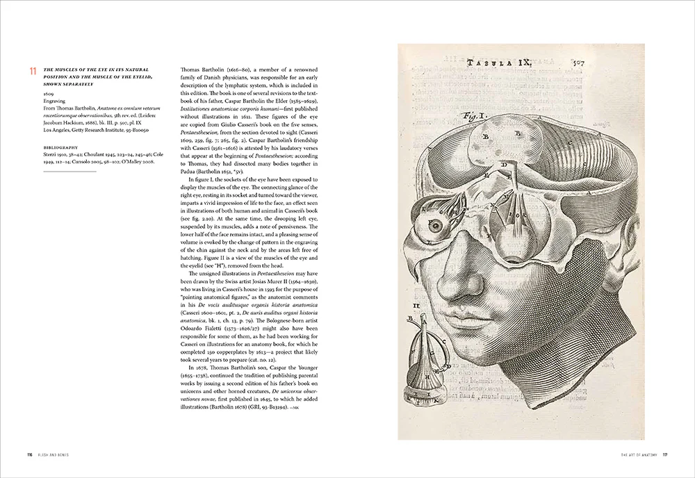 Flesh and Bones: The Art of Anatomy - Image 6
