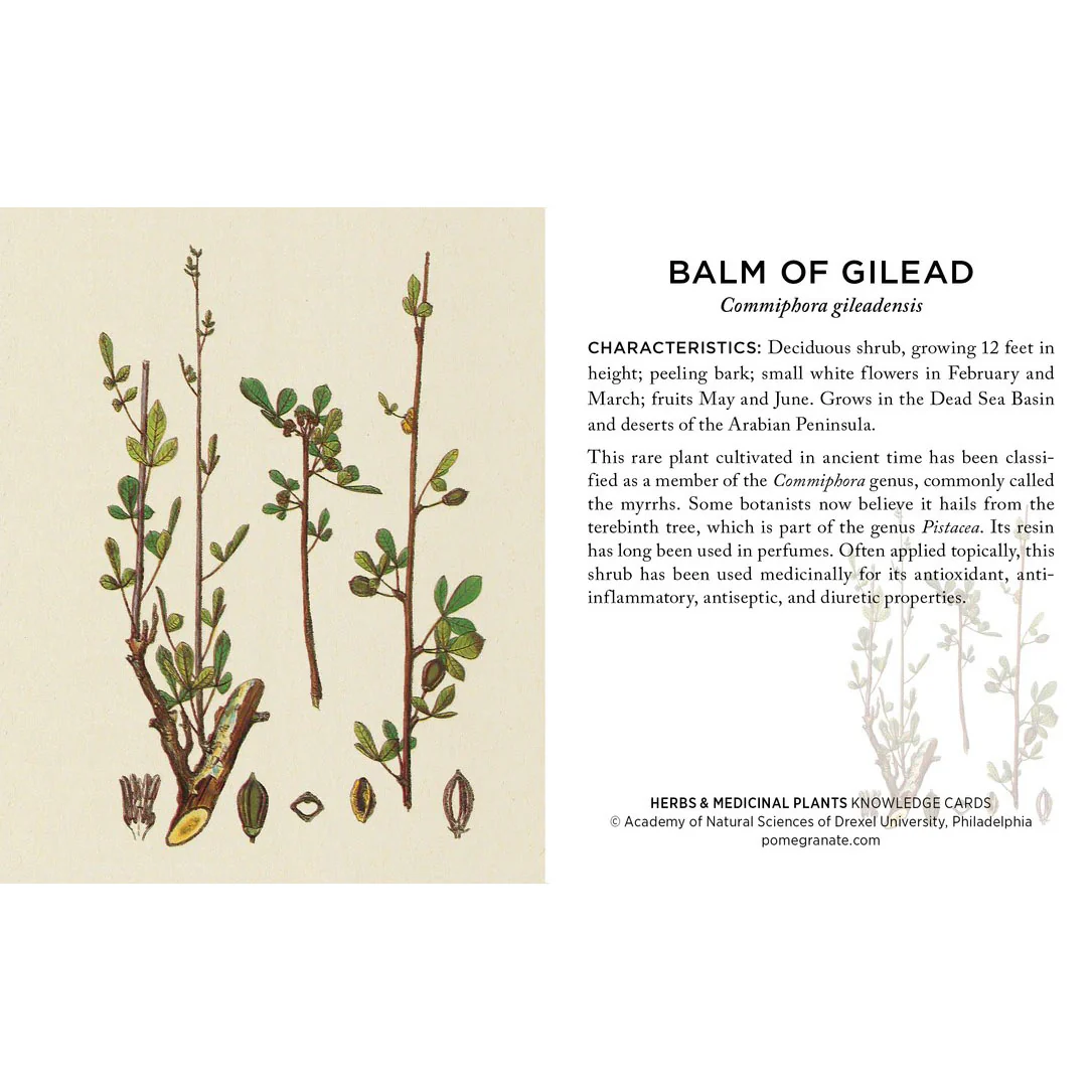 Herbs and Medicinal Plants Knowledge Cards - Image 3