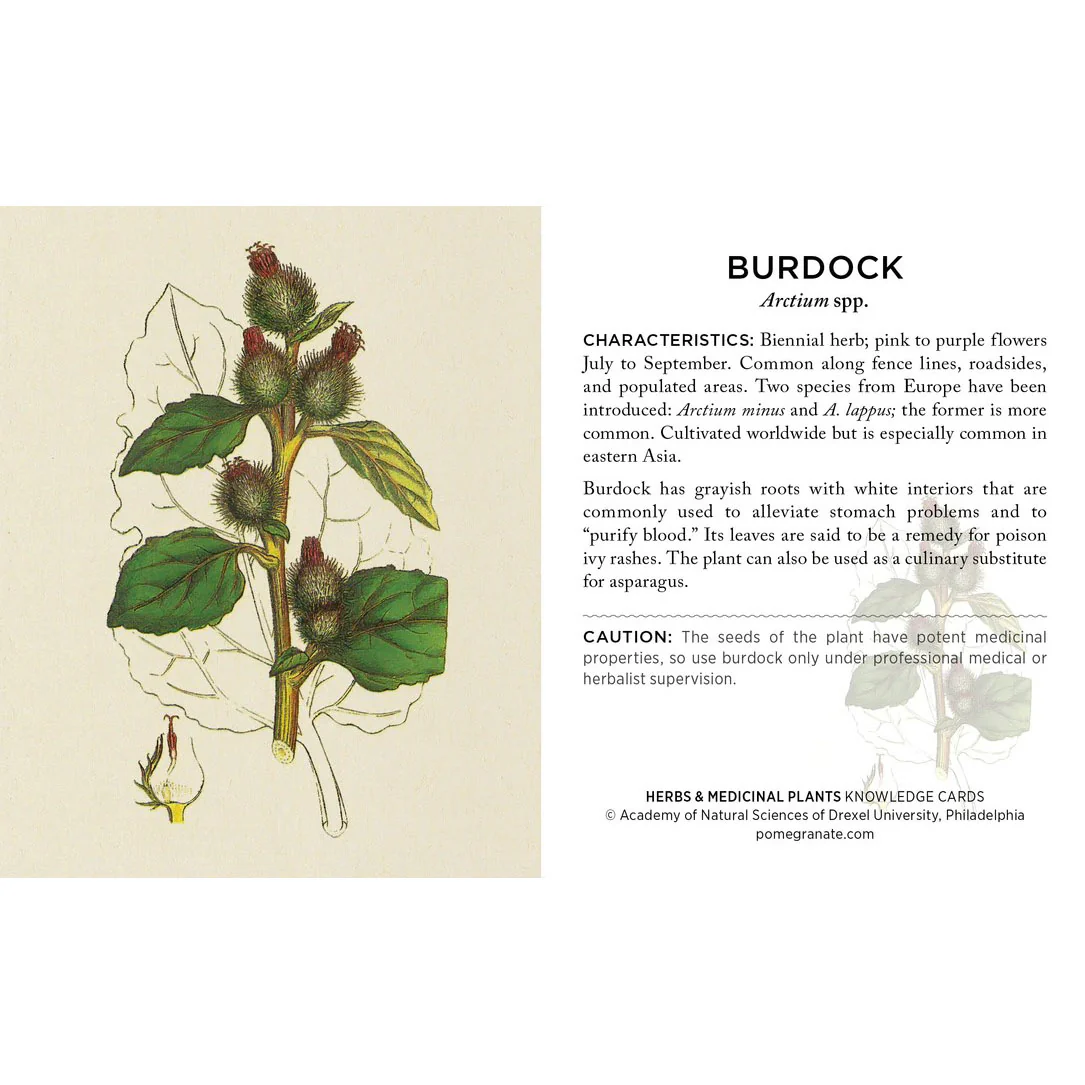 Herbs and Medicinal Plants Knowledge Cards - Image 4