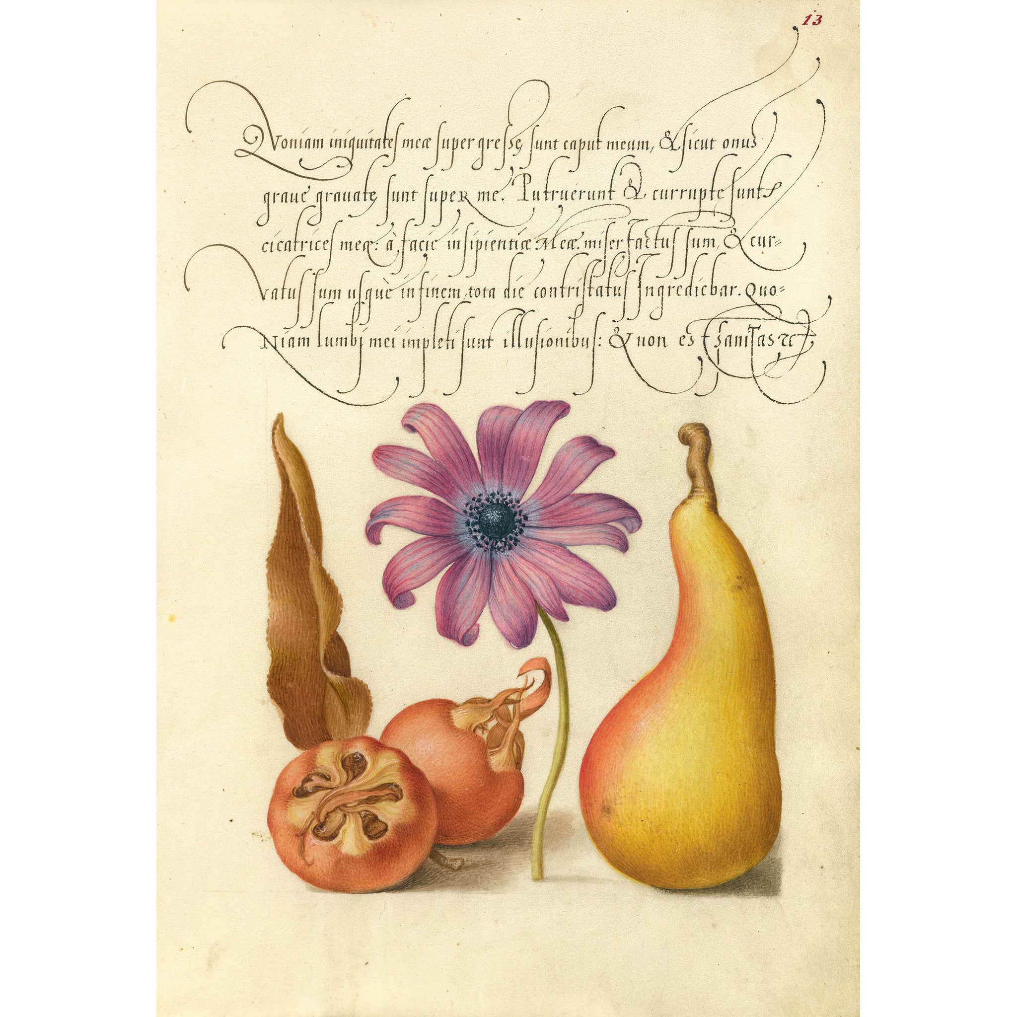 Joris Hoefnagel Magnet - Image 11