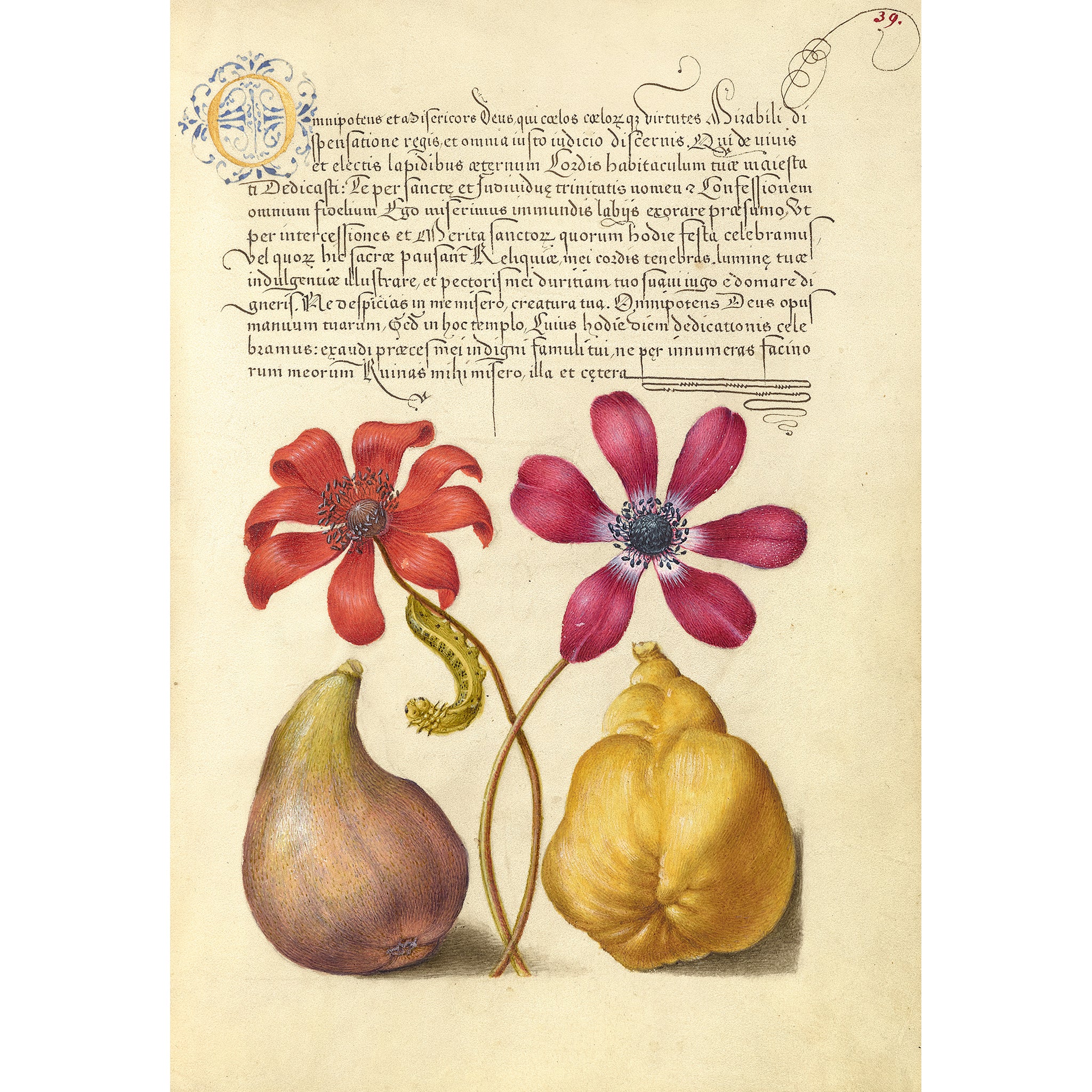 Joris Hoefnagel Magnet - Image 12