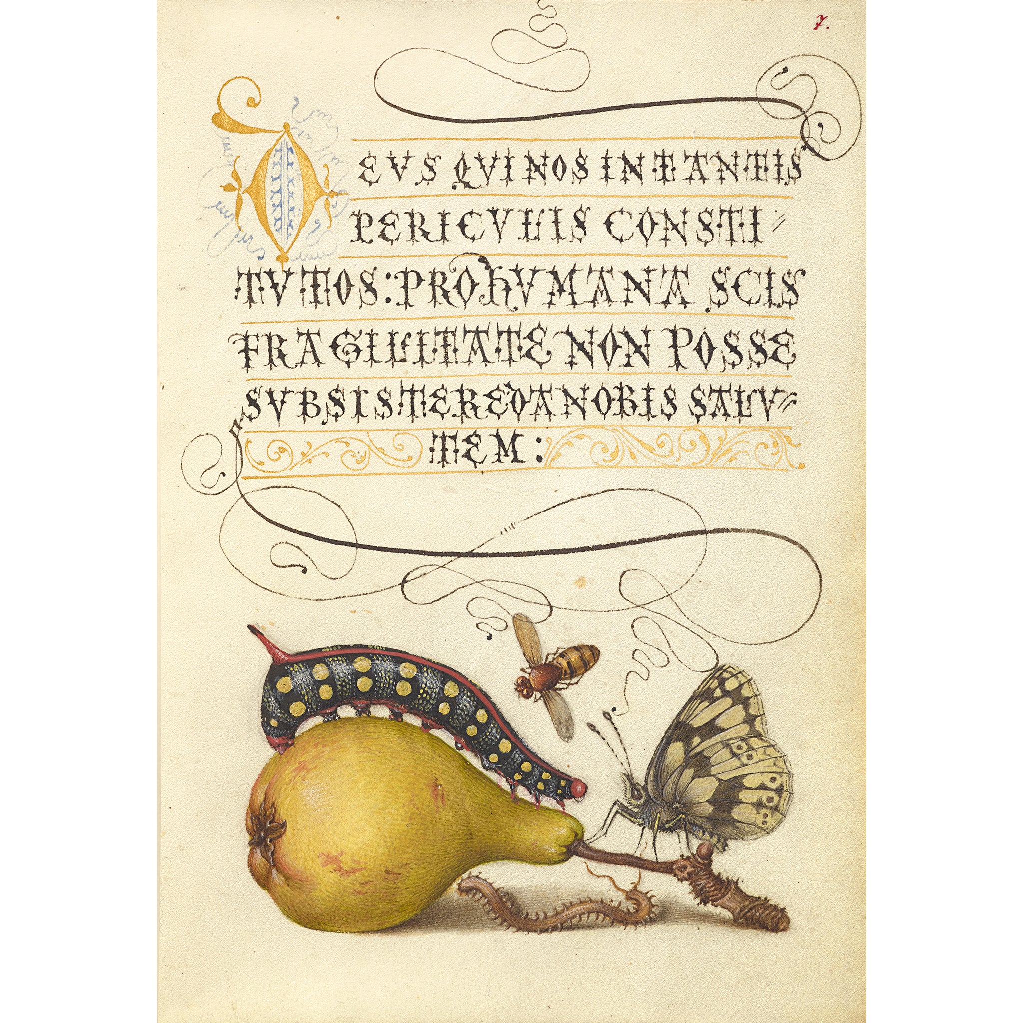 Joris Hoefnagel Magnet - Image 13