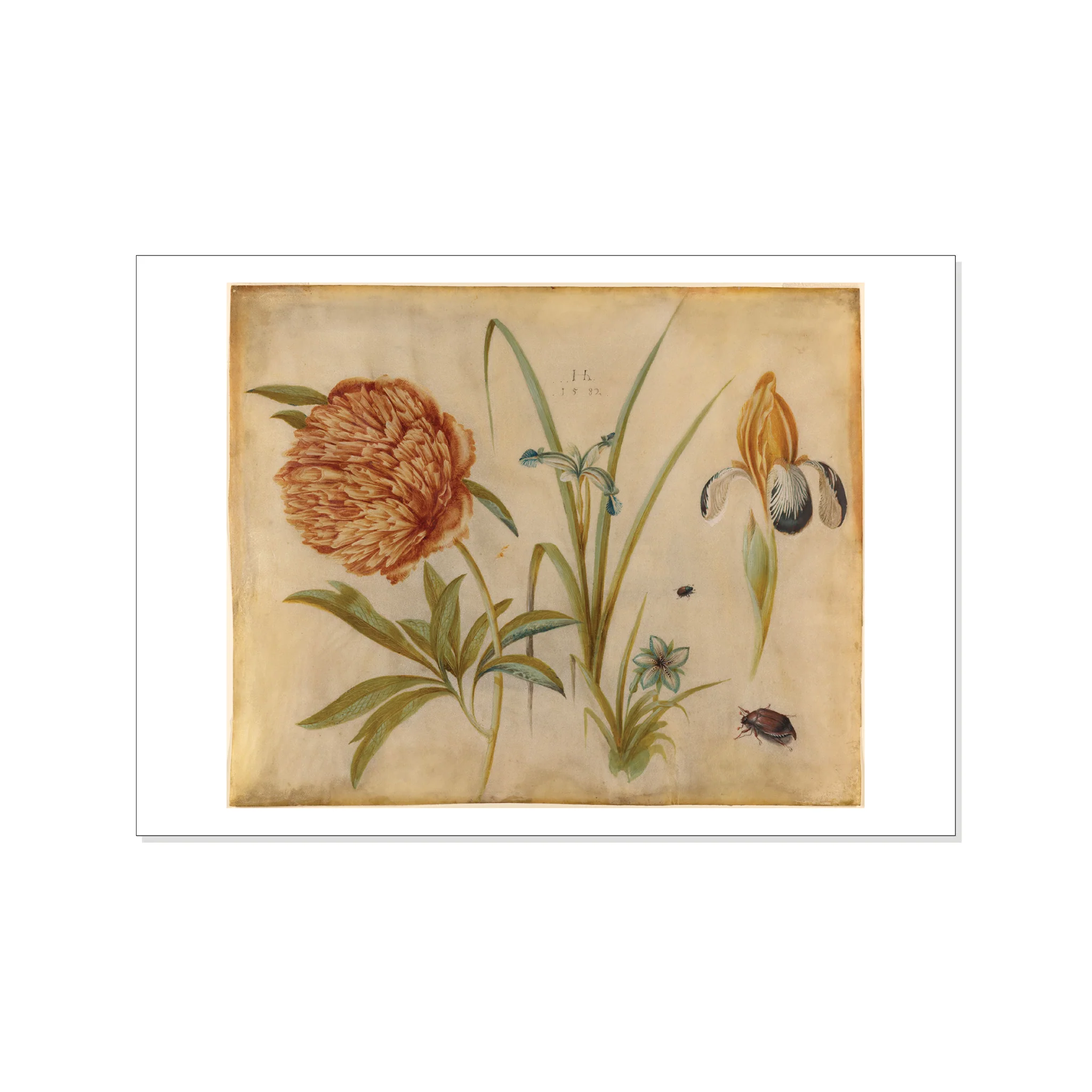 Hoffmann - Flowers and Beetles - Postcard