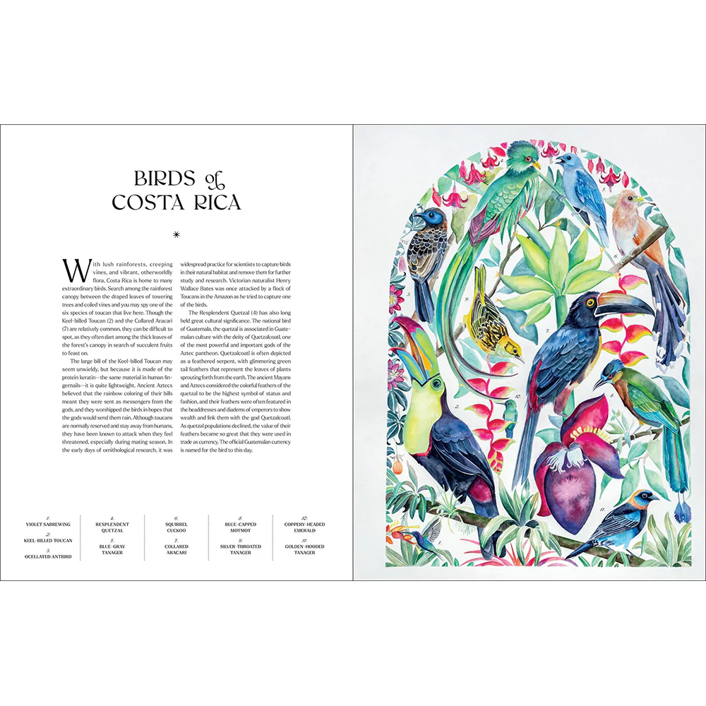The Illuminated Book of Birds - Image 3