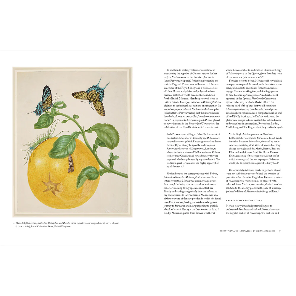 Maria Sibylla Merian - Image 6