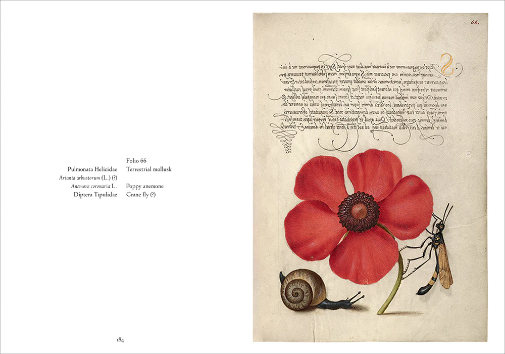 Mira Calligraphiae Monumenta - Image 8
