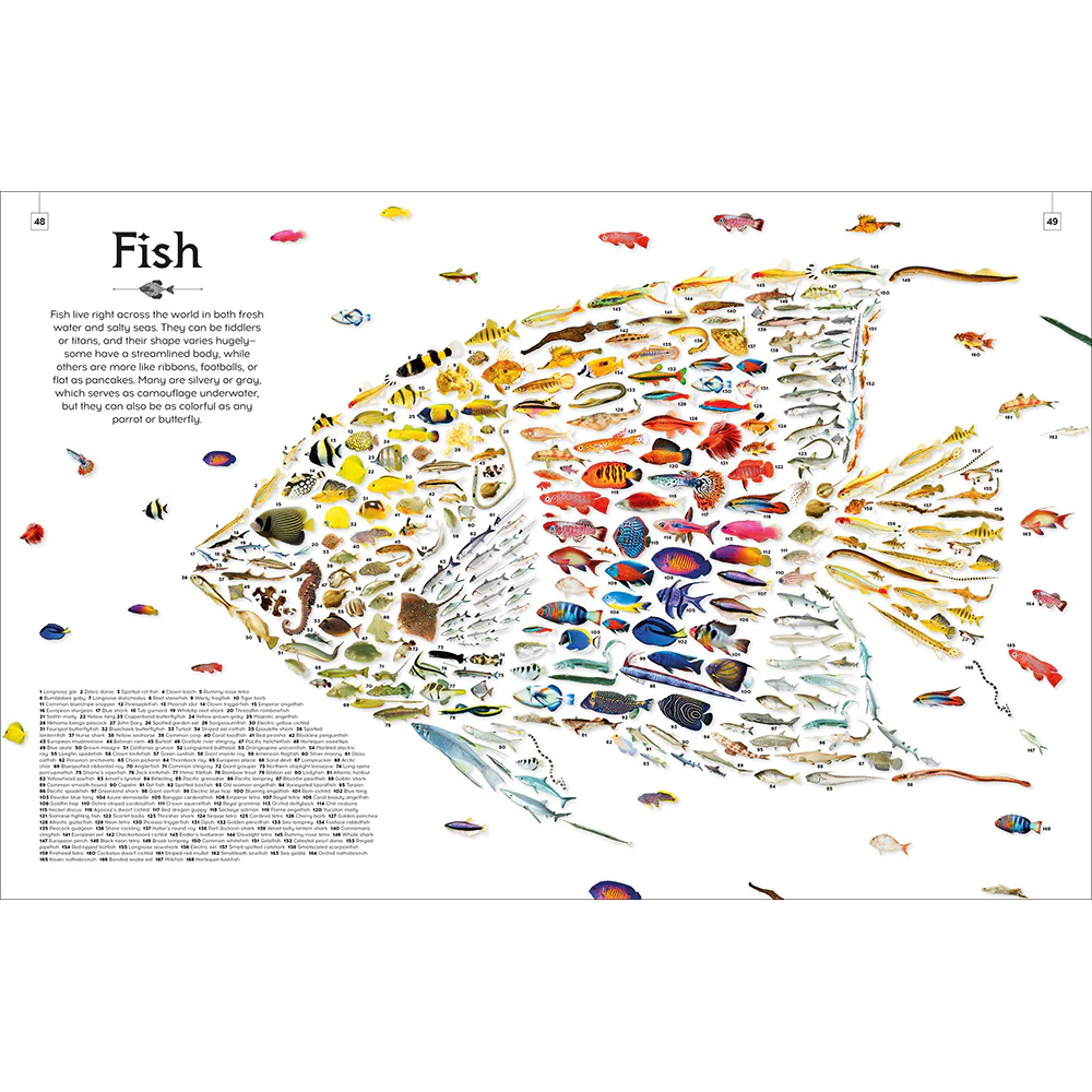 Shapes of Nature: A Kaleidoscope of the Natural World - Image 3