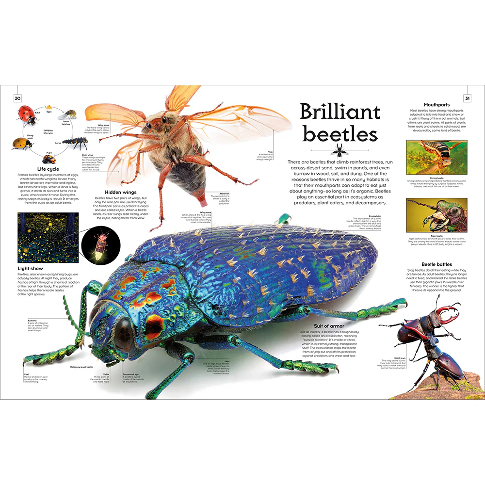 Shapes of Nature: A Kaleidoscope of the Natural World - Image 4